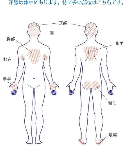汗腺は体中にあります。特に多い部位はこちらです。頭部・顔・胸部・わき・手掌・背中・臀部・足裏